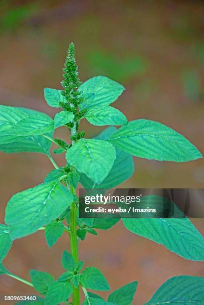 amaranth flower - abyssinica stock pictures, royalty-free photos & images