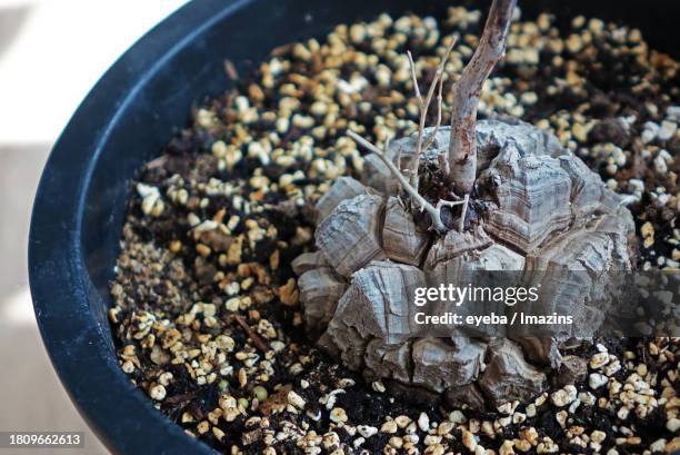 Shell Turtle Rtg 126 Turtle Dragon Stock Photos, High-Res Pictures, and Images - Getty ...