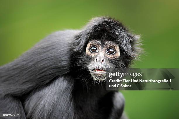 black-headed spider monkey - black headed spider monkey stock pictures, royalty-free photos & images
