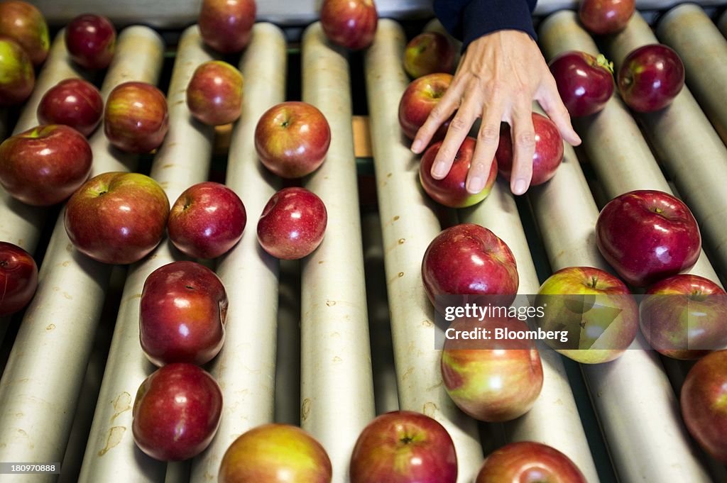 Apple Harvest At McQueen Orchards