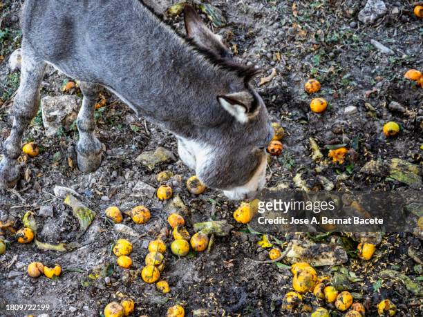 a donkey eating fruit waste in the field. - braying stock pictures, royalty-free photos & images