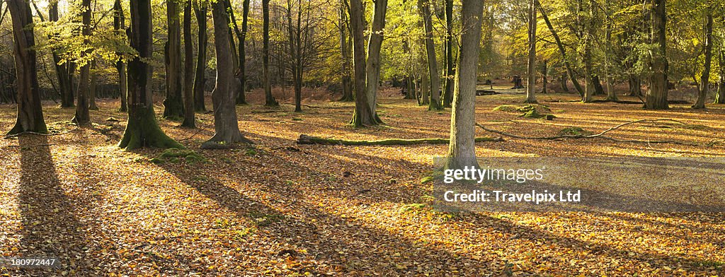 Interior of beech forest, Hampshire