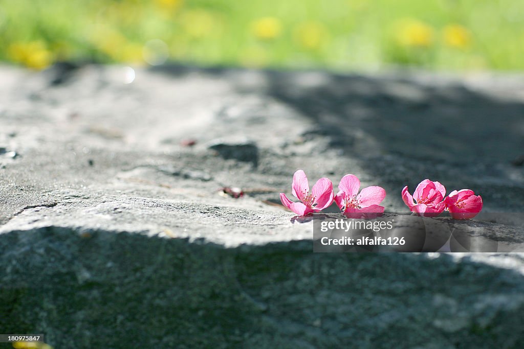 Fallen peach blossoms