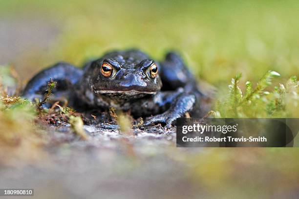 common toad (bufo bufo) - common toad stock pictures, royalty-free photos & images