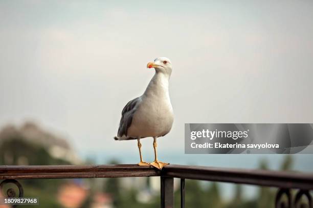 a seagull sitting on the balcony. - pico boca de animal fotografías e imágenes de stock