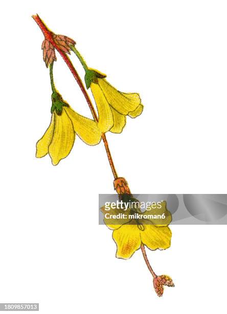 old chromolithograph illustration of botany, weeping forsythia or golden-bell - forsythia stock pictures, royalty-free photos & images