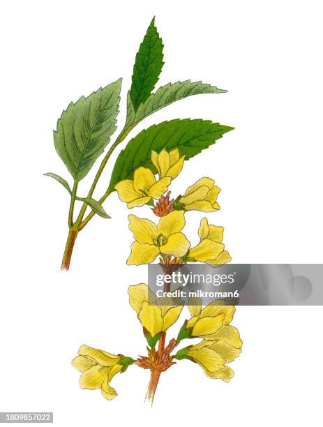 old chromolithograph illustration of botany, weeping forsythia or golden-bell - forsythia stock pictures, royalty-free photos & images