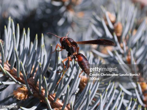 Massachusetts Insects 304 Ants And Wasps Stock Photos, High-Res Pictures, and Images - Getty ...