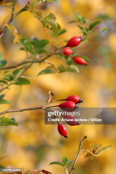 close-up of berries growing on tree - rose hip stock pictures, royalty-free photos & images