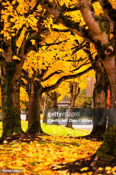 trees in park during autumn,seattle,washington,united states,usa - fall in seattle fotografías e imágenes de stock