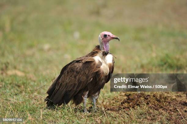 close-up of vulture perching on field - scavenging stock-fotos und bilder