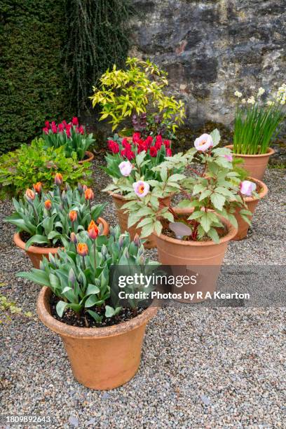 terracotta pots planted for spring on a gravel terrace - flower pot stock pictures, royalty-free photos & images