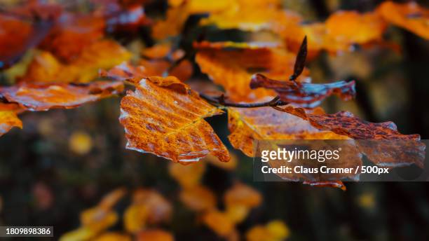 close-up of maple leaves on tree during autumn - beauty blatt stock pictures, royalty-free photos & images
