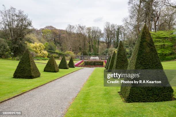 pyramid yew trees at cadnant hidden gardens, wales - yew stock pictures, royalty-free photos & images