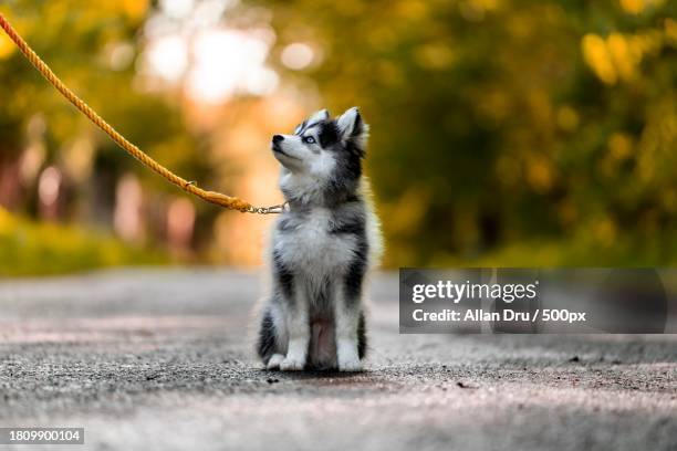 close-up of malamute on road,france - malamute stock-fotos und bilder