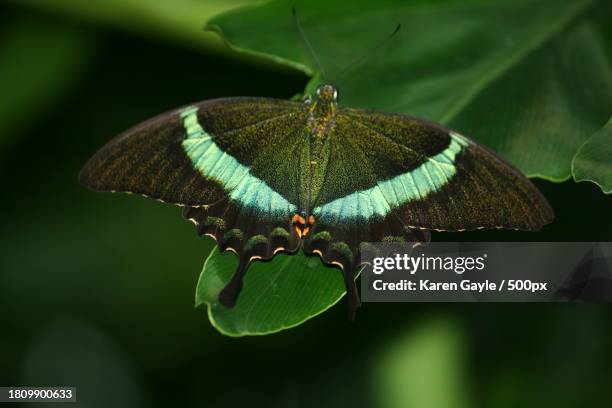 close-up of butterfly on leaf - karen stock pictures, royalty-free photos & images