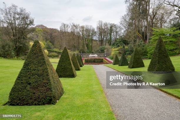 pyramid yew trees at cadnant hidden gardens, wales - yew stock pictures, royalty-free photos & images