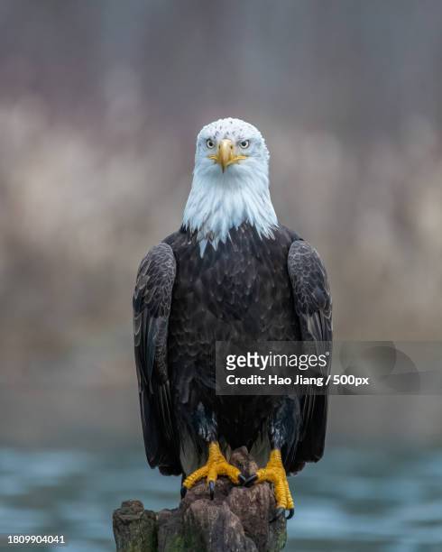 close-up of bald eagle perching on branch,united states,usa - zeearend stockfoto's en -beelden