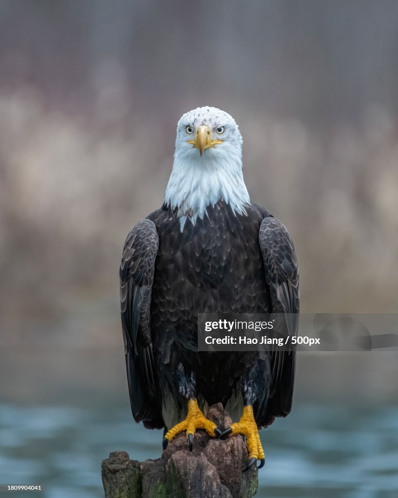 Close-up of bald eagle perching on branch,United States,USA