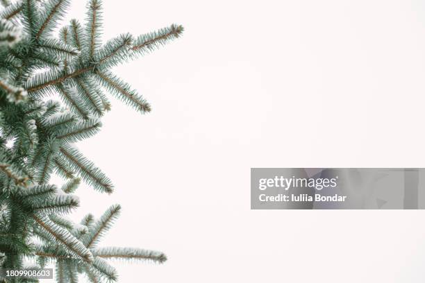 christmas tree branches with snow over white sky - ramo albero natale bianco foto e immagini stock