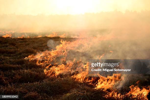 burning tiger nut straw - cyperaceae stock pictures, royalty-free photos & images
