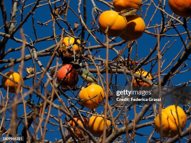 eurasian blue tit (cyanistes caeruleus, also cinciarella) on a persimmon tree, monte san giorgio, unesco world heritage site in switzerland - amerikanische kakipflaume stock-fotos und bilder