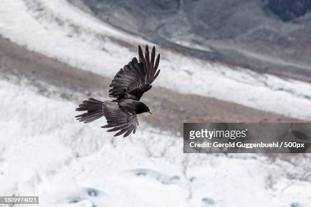 the bird flying over the snowy field - gerold guggenbuehl stock pictures, royalty-free photos & images