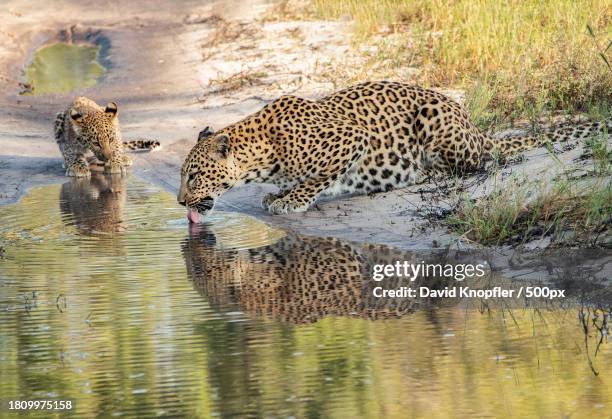 two cheetahs drinking water in a lake - spotted lake stock pictures, royalty-free photos & images