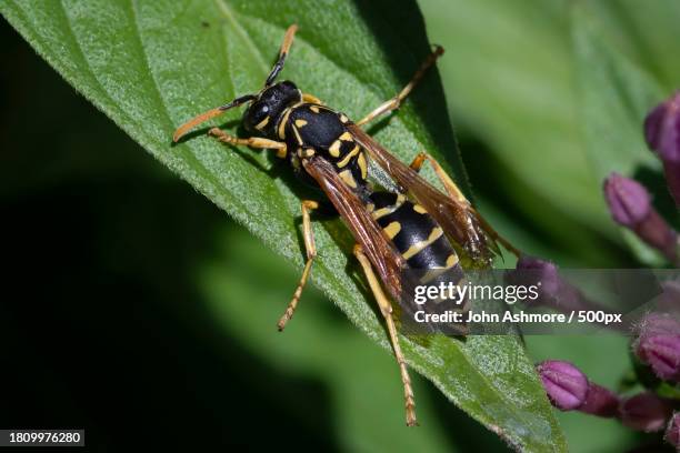 Mn Insects Minnesota Strip Photos and Premium High Res Pictures - Getty Images