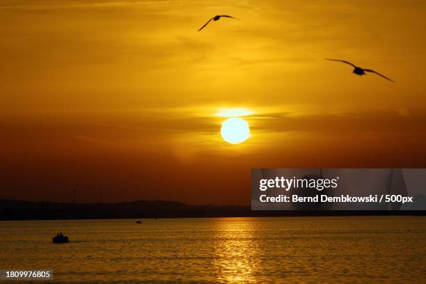 the birds flying over the sea - bernd dembkowski stock-fotos und bilder