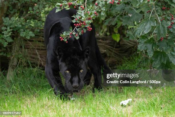 close up of black jaguar standing on grassy field - jaguar concept reveal fotografías e imágenes de stock