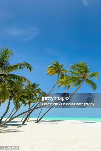 coconut palms, maldives - coconut tree beach stock pictures, royalty-free photos & images