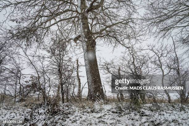 Snow flakes are seen among white covered trees in Gedser, southeast of Zealand, Denmark, on November 29, 2023. / Denmark OUT