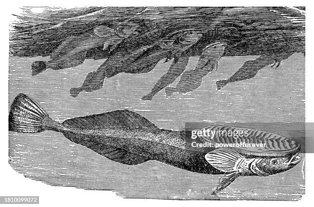 live sharksucker remora fish (echeneis naucrates) - 19th century - echeneis remora stock illustrations