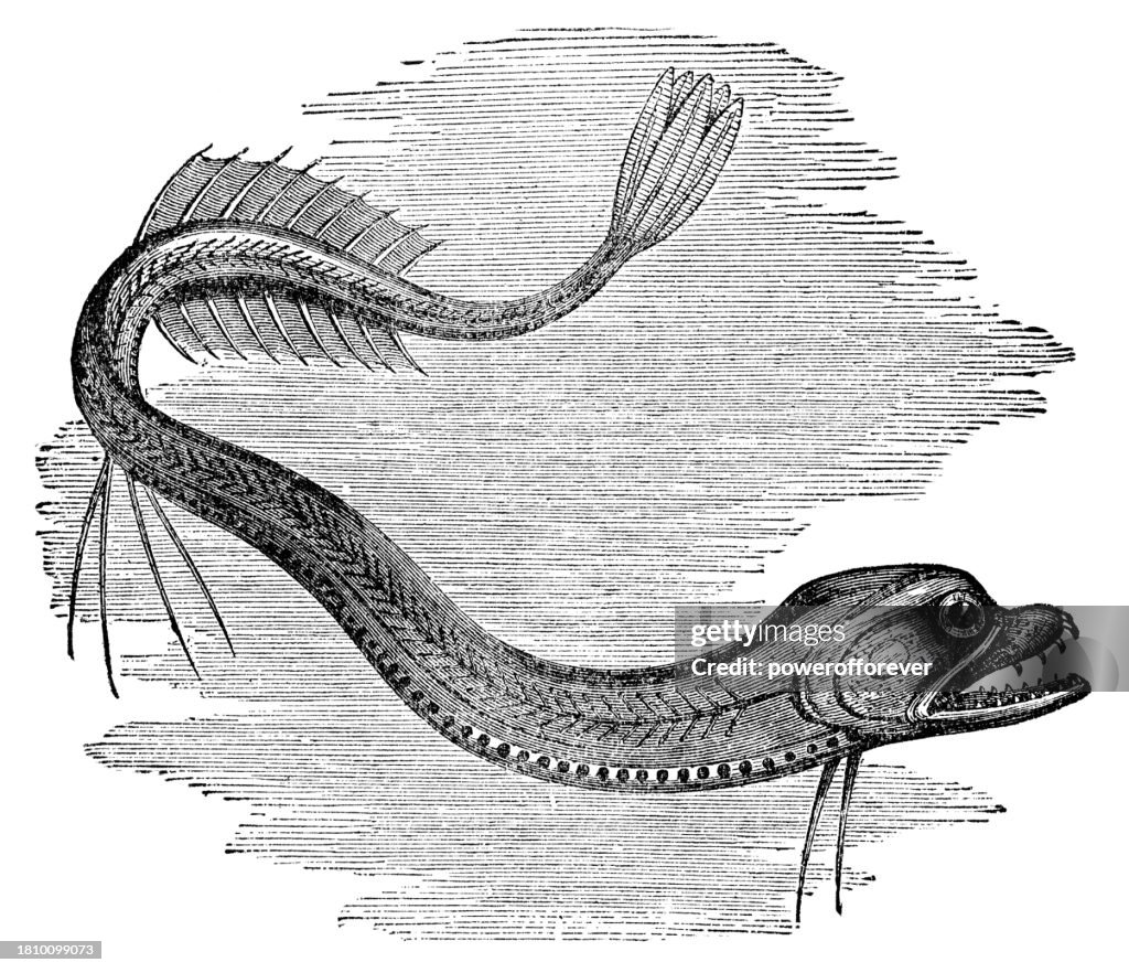 Boa Scaly Dragonfish (Stomias Boa) - 19th Century