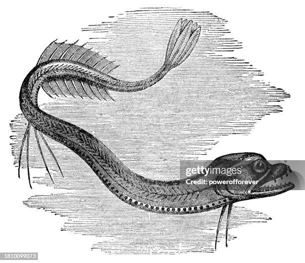 Scaly Fish Example 53 Scaly Fish Stock Photos, High-Res Pictures, and Images - Getty Images