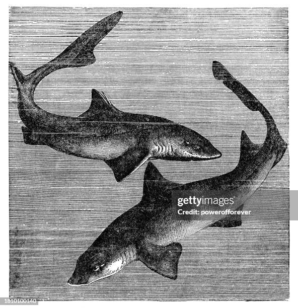 illustrazioni stock, clip art, cartoni animati e icone di tendenza di squalo palombo spinoso (squalus acanthias) e squalo segugio scuro (mustelus canis) - 19° secolo - spinarolo