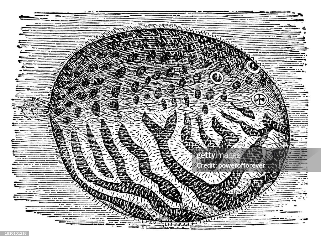 White-Spotted Puffer Fish (Arothron Hispidus) - 19th Century