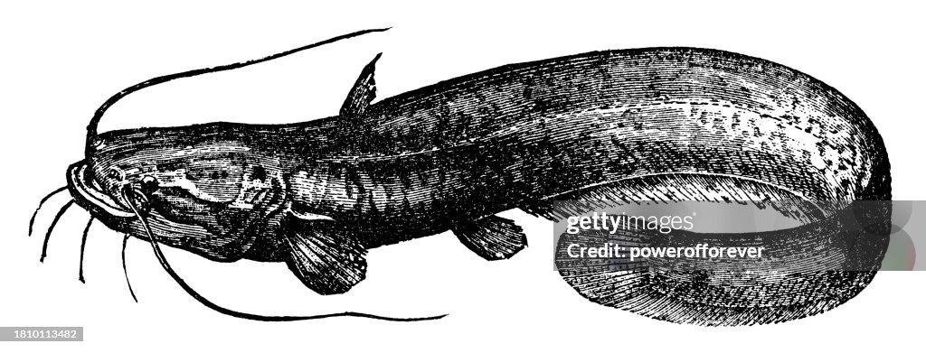 Wels Catfish (Silurus Glanis) - 19th Century
