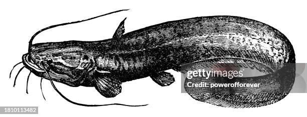 wels catfish (silurus glanis) - 19th century - silurus glanis stock illustrations