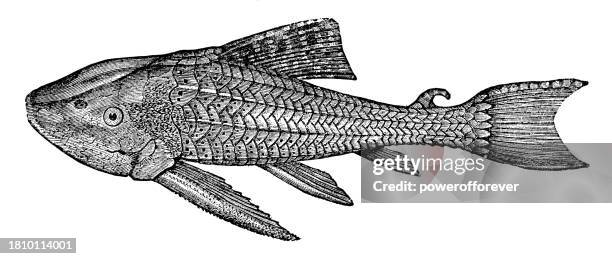 armoured catfish (hypostomus luteomaculatus) - 19th century - loricariidae stock illustrations