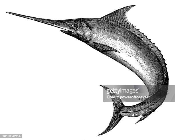 stockillustraties, clipart, cartoons en iconen met white marlin billfish (kajikia albida) - 19th century - marlin