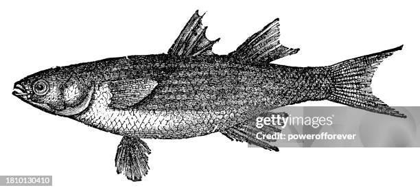 flathead grey mullet fish (mugil cephalus) - 19th century - mullet stock illustrations