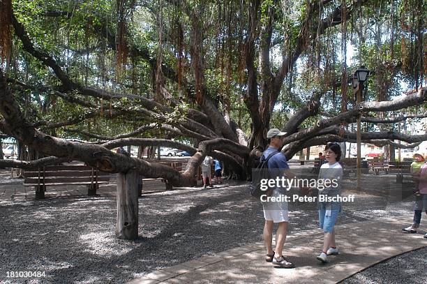 Lahaina, indischer Banyanbaum , Baum, Touristen, Menschen, Westküste, Insel Maui, Hawaii, USA, Amerika, Nordamerika, Südsee, Reise,