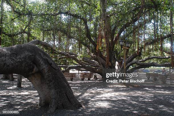 Lahaina, indischer Banyanbaum , Baum, Westküste, Insel Maui, Hawaii, USA, Amerika, Nordamerika, Südsee, Reise,