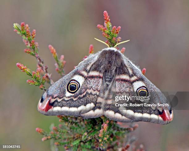 emperor moth (saturnia pavonia) - moth stock pictures, royalty-free photos & images