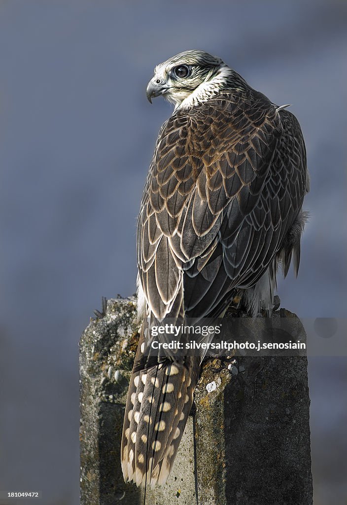 Hybrid falcon