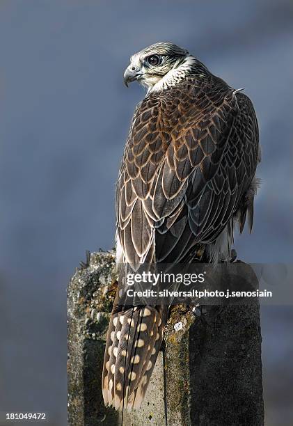 hybrid falcon - gyrfalcon bildbanksfoton och bilder