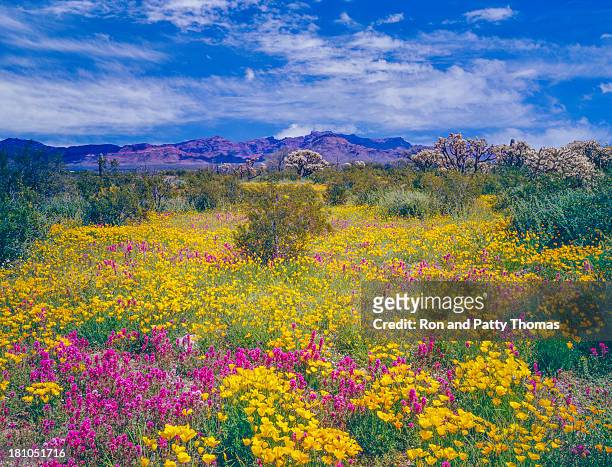 アリゾナの春の花 - arizona ストックフォトと画像