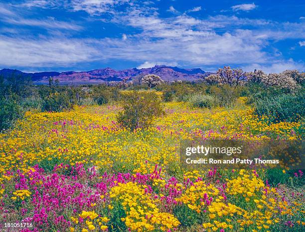 arizona spring wildflowers - organ pipe cactus national monument stock pictures, royalty-free photos & images